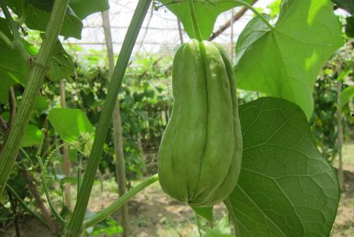 吃瓜止咳吗,揭秘瓜果在止咳方面的神奇功效