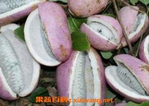 恩施白杨坪吃瓜,瓜果飘香，品味田园生活