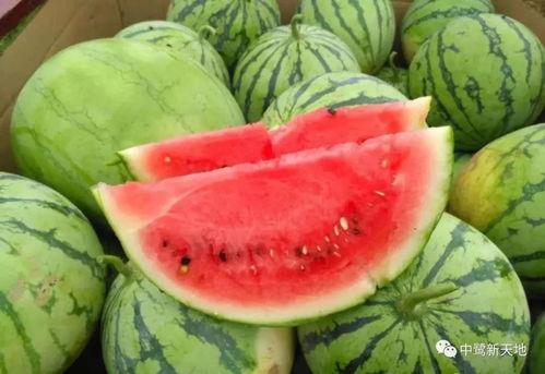 九一吃瓜今日吃瓜视频,揭秘今日热门吃瓜视频背后的故事