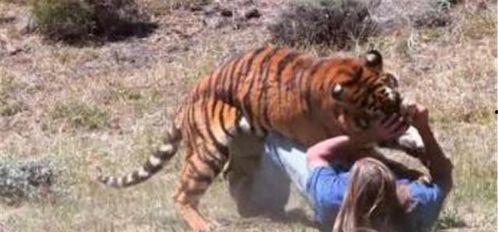 兰博吃瓜小老虎,揭秘网络红人的爆红之路