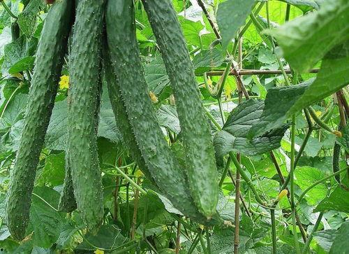 每天都在爬墙吃瓜,揭秘娱乐圈幕后故事