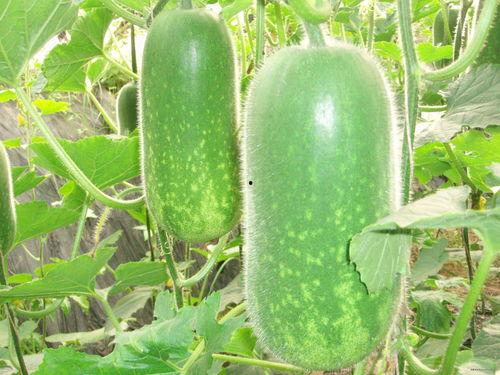 gnz吃瓜,揭秘娱乐圈背后的那些事儿