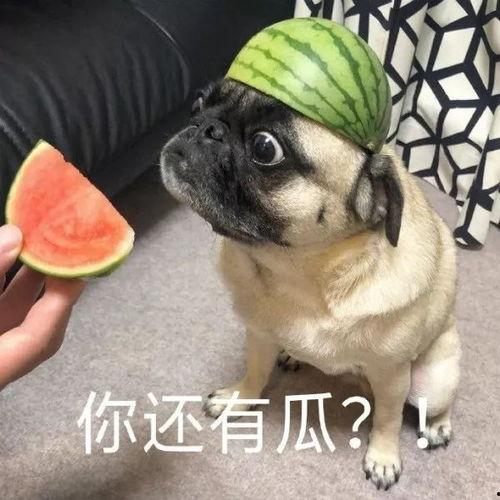 带你吃瓜沙雕,带你领略“带你吃瓜沙雕”的独特魅力