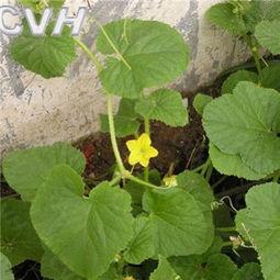 瓜溜子怎么吃,解锁美味新境界